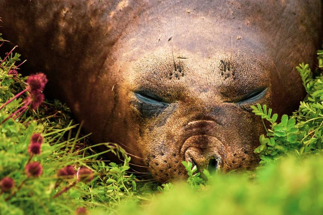 коричневий тюлень лежить на зеленій траві вдень пазл онлайн