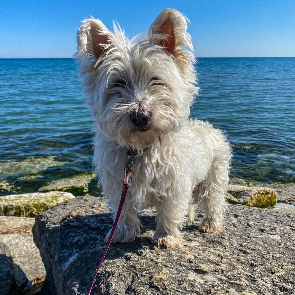 海の近くの灰色の岩の上の白い長いコートの小さな犬 ジグソーパズルオンライン