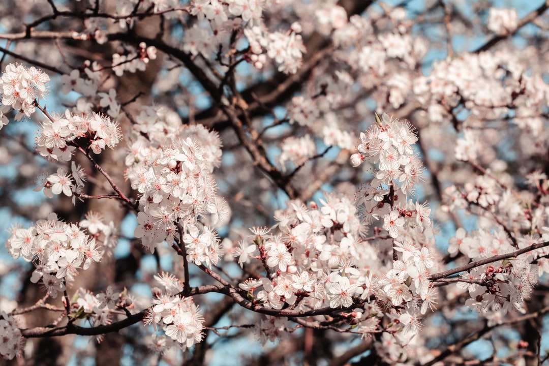 昼間のピンクの桜の木 ジグソーパズル