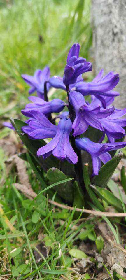 Lila hyacint Pussel online