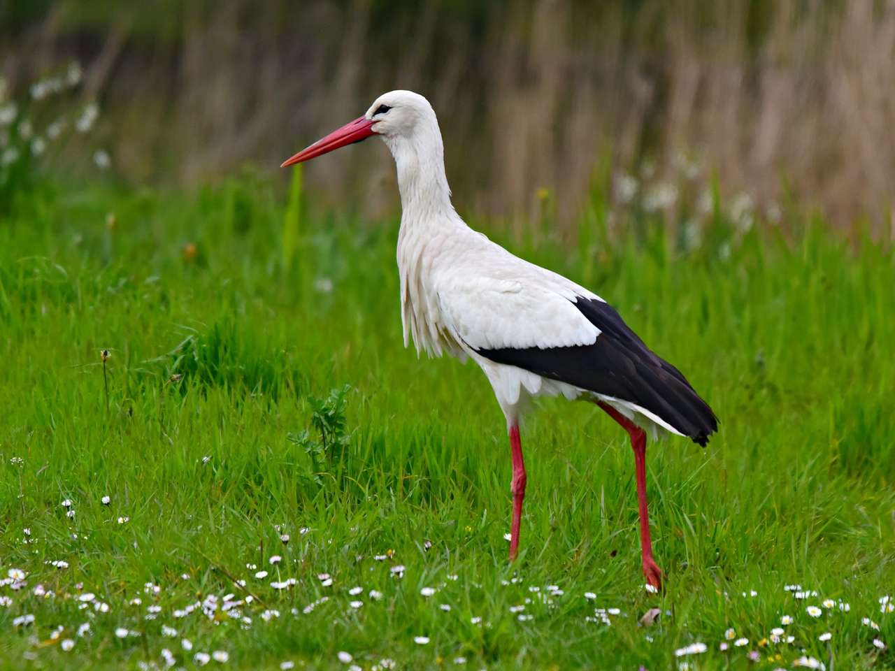 Fehér gólya - tavasz online puzzle