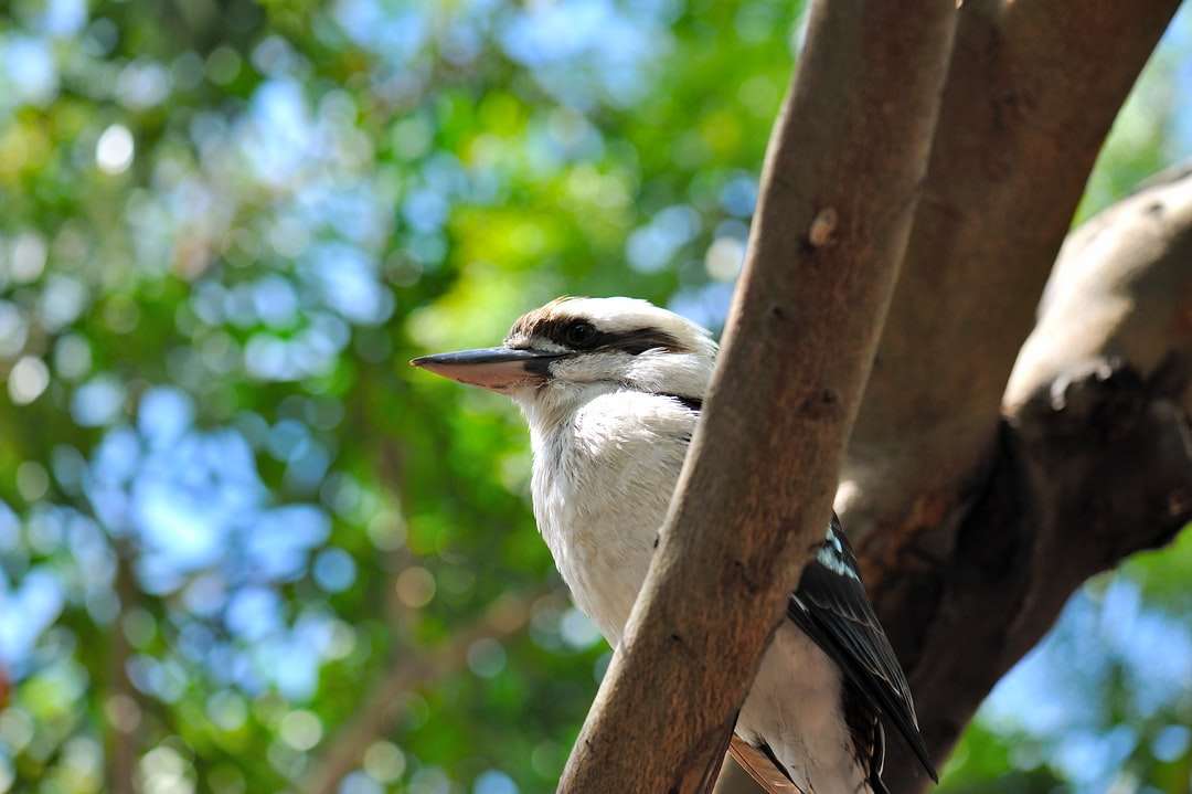Uccello in bianco e nero sul ramo di albero marrone durante il giorno puzzle online
