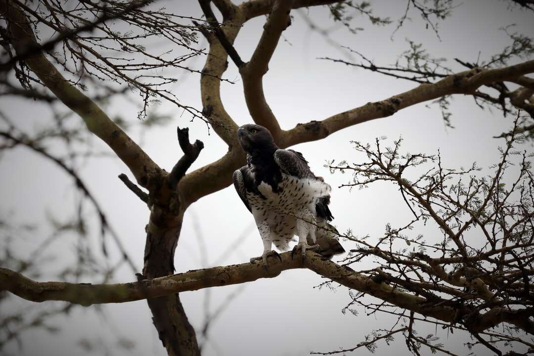 Pájaro blanco y negro en rama de árbol marrón durante el día rompecabezas en línea