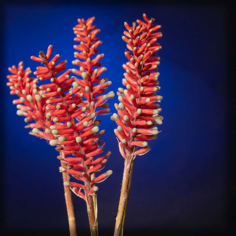 Червено и бяло цвете в тясна фотография онлайн пъзел