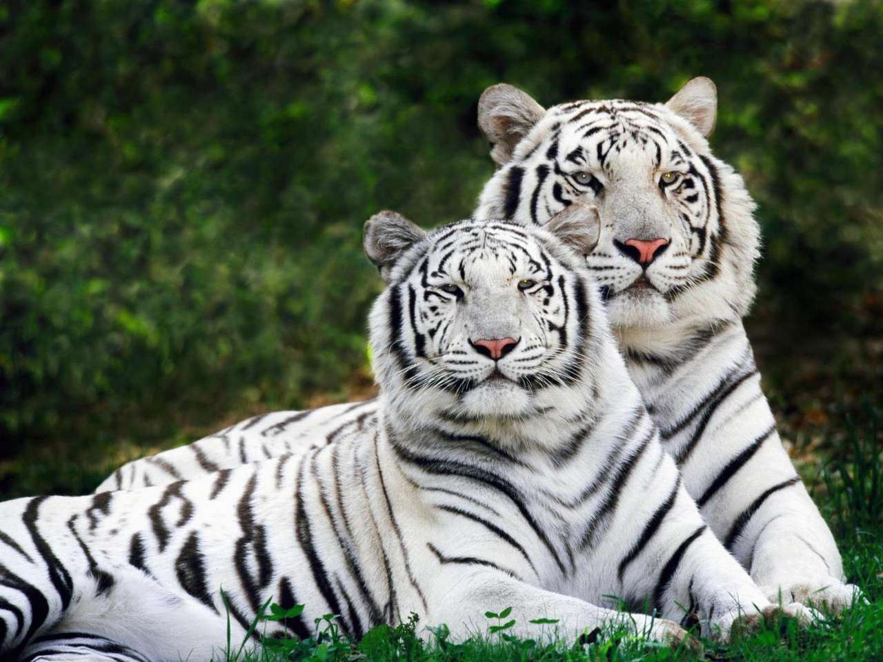 fehér tigris online puzzle