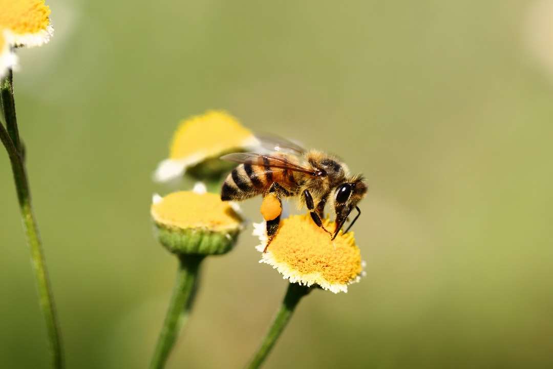 Honeybee uppflugen på gul blomma i närbild Pussel online