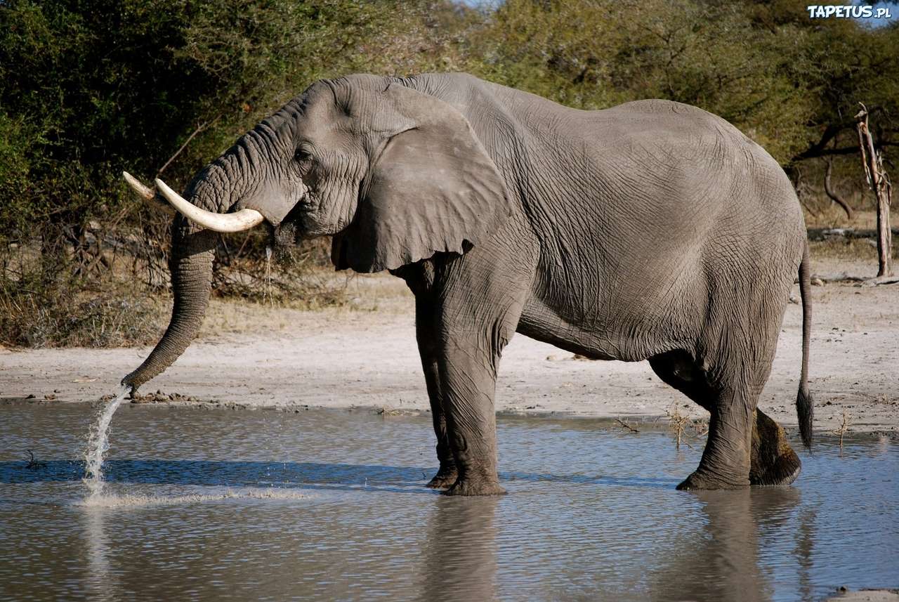 Wat is de olifant? online puzzel