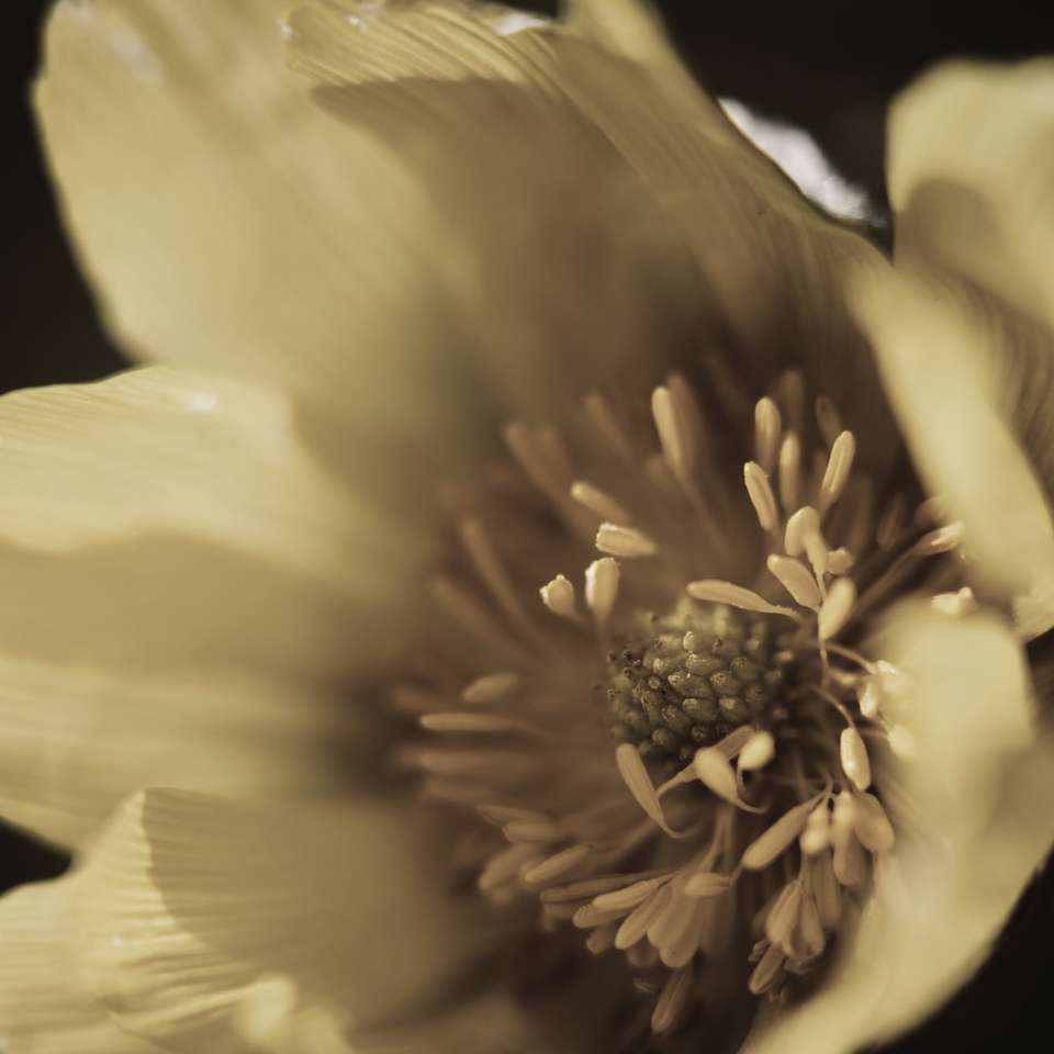 Gul blomma i makroskott pussel på nätet