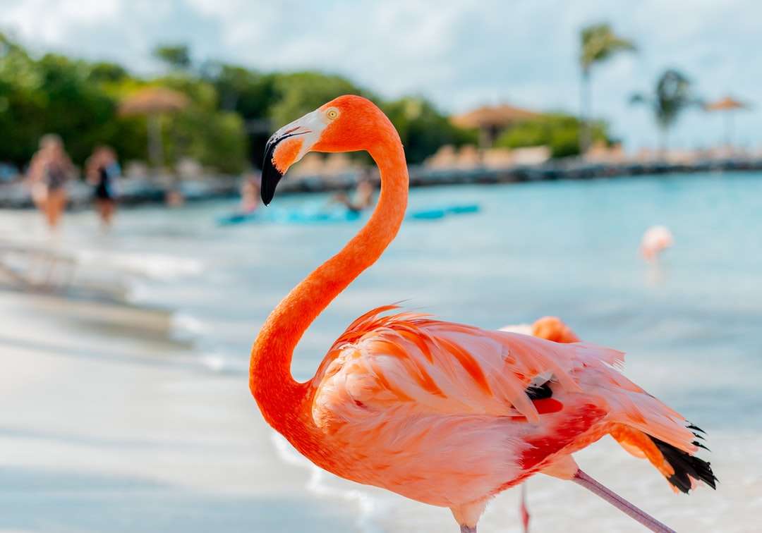 rosa flamingos på vatten under dagtid pussel på nätet
