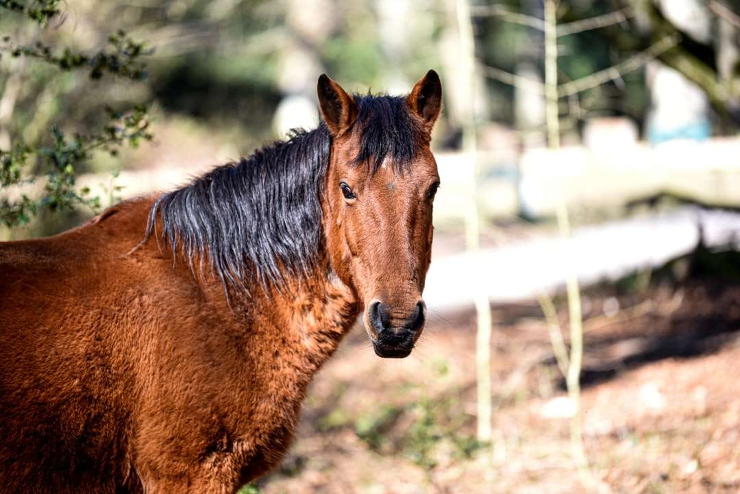 barna ló barna mezőben nappali kirakós online