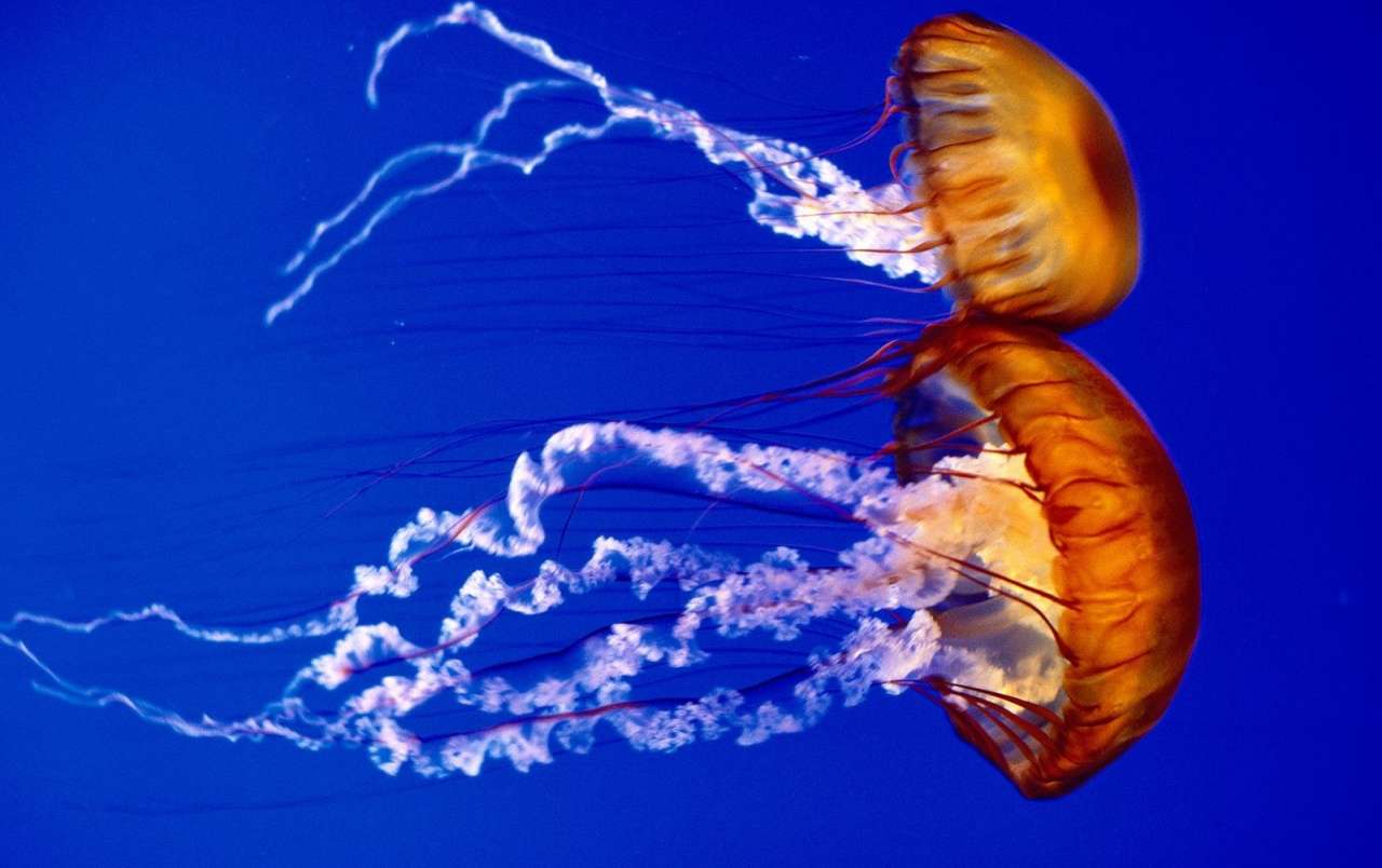 Submarine world: jellyfish jigsaw puzzle online
