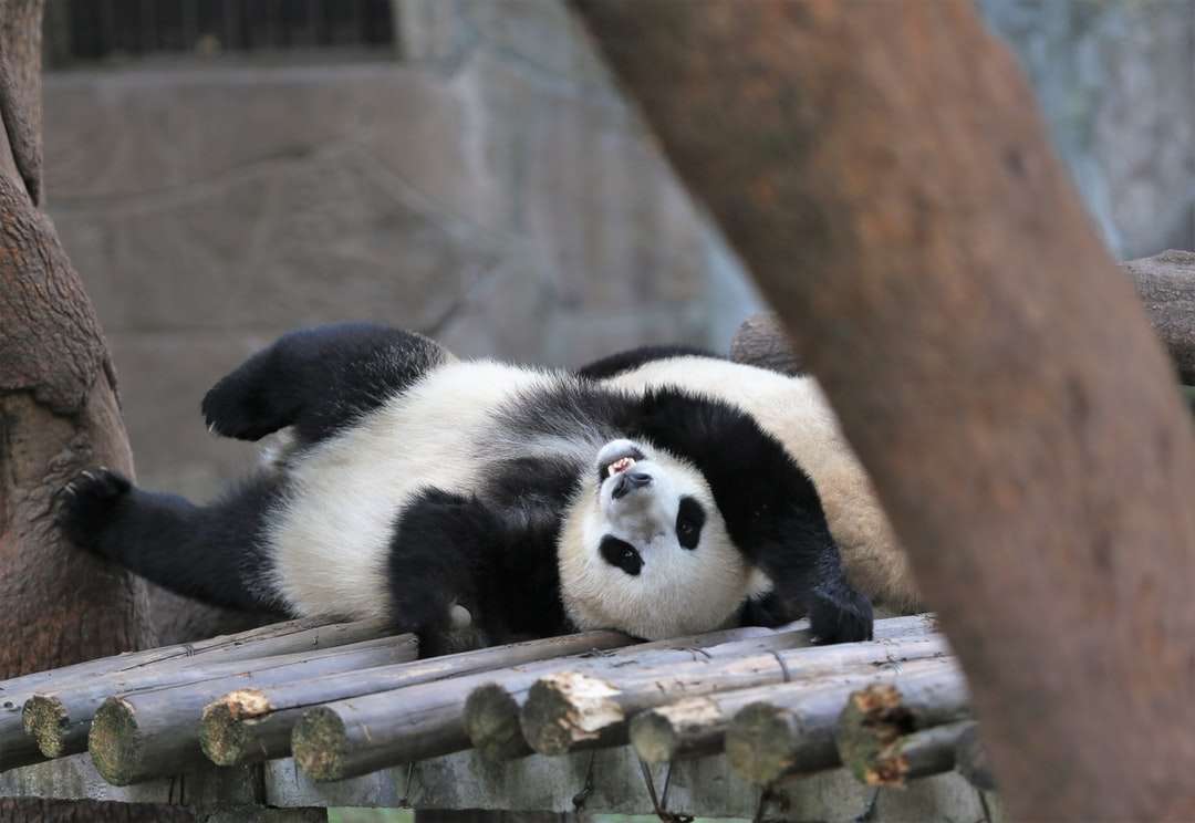 Bílá a černá panda na hnědé větve stromu online puzzle