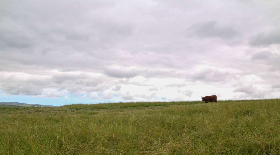 Vaca marrom no campo de grama verde sob nuvens brancas quebra-cabeças online