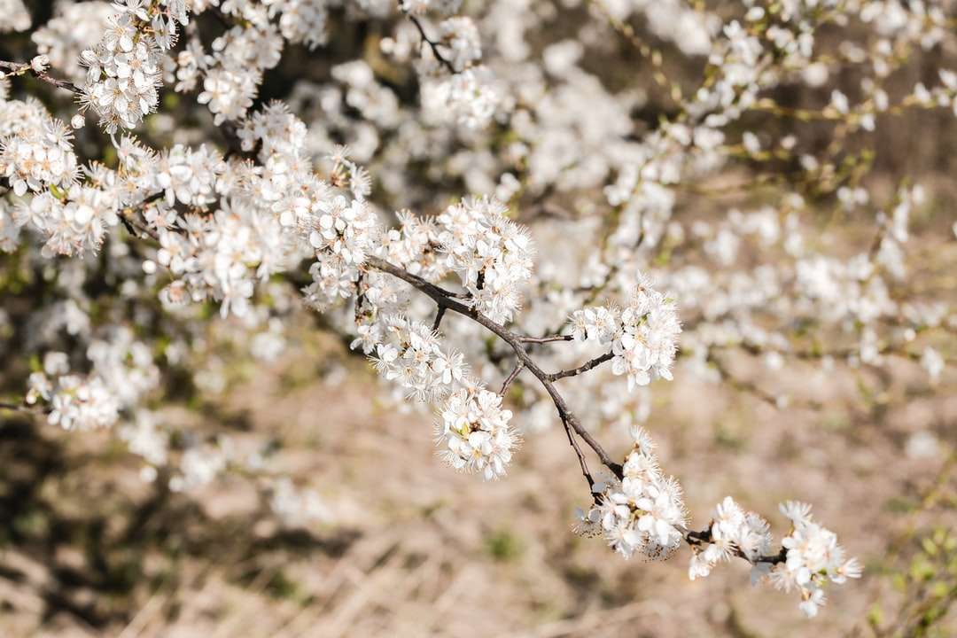 Flor de cerejeira branca em close-up fotografia quebra-cabeças online