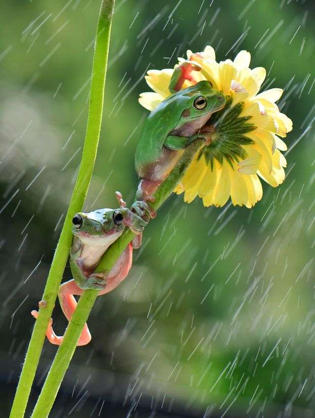 Deux grenouilles d'arbres sur une fleur sous la pluie puzzle en ligne