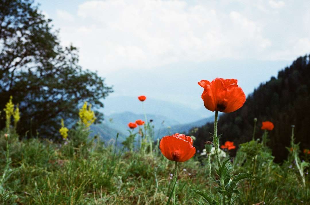 Flor vermelha no meio do campo de grama verde puzzle online