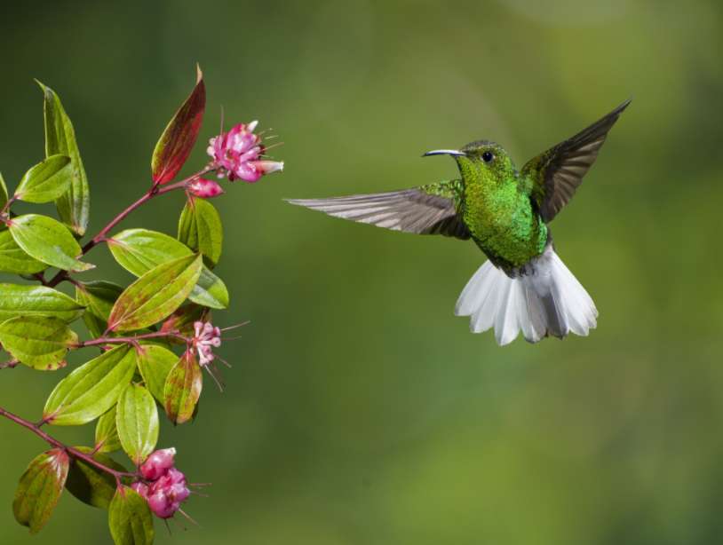 kolibri pussel på nätet