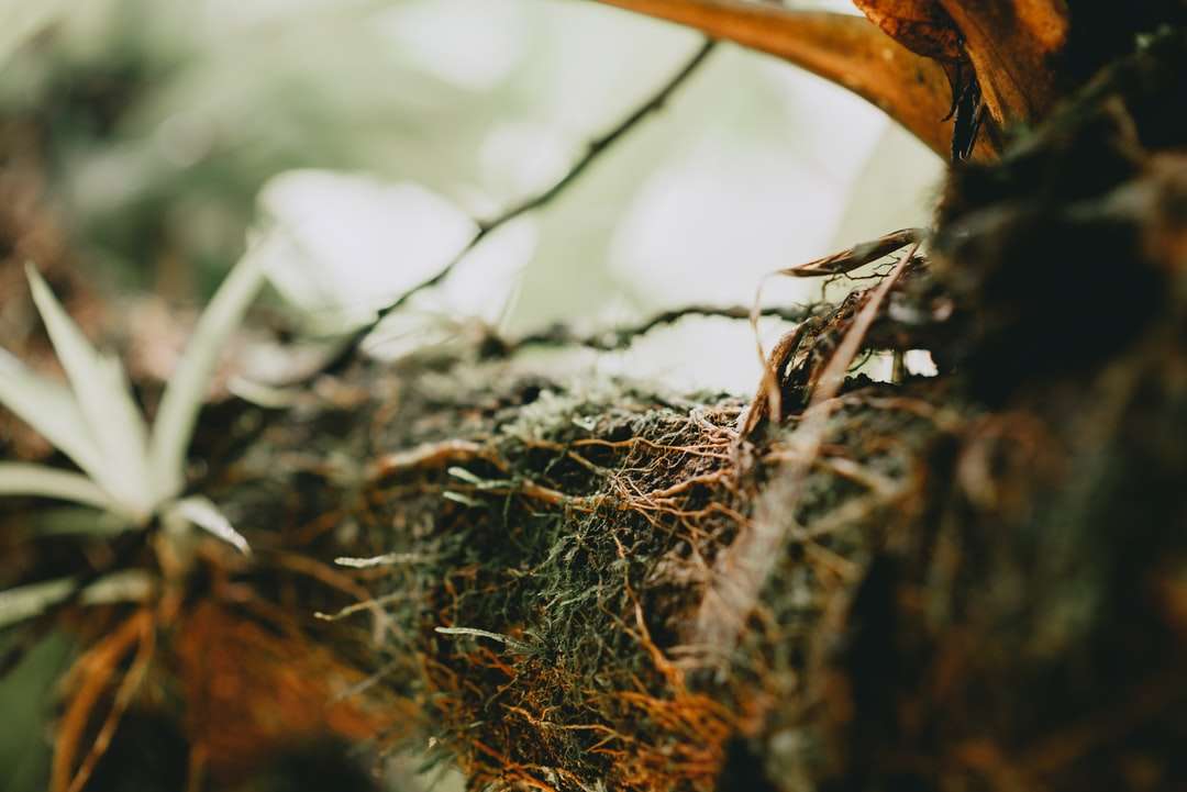Brunt torkat blad på brunt trädgren Pussel online