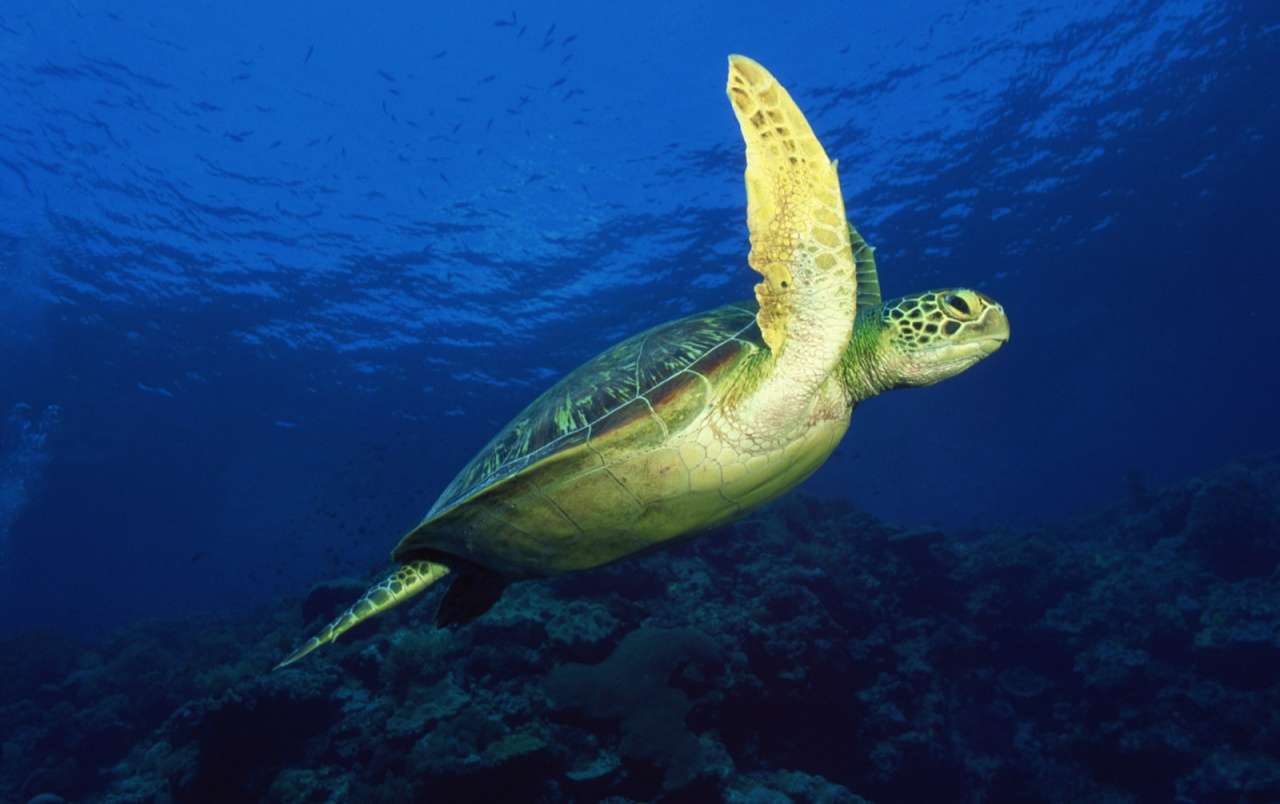 Подводный мир: морская черепаха пазл онлайн