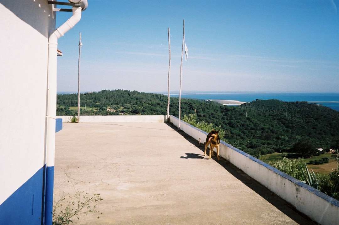昼間の灰色のコンクリート橋の上の茶色の犬 ジグソーパズルオンライン
