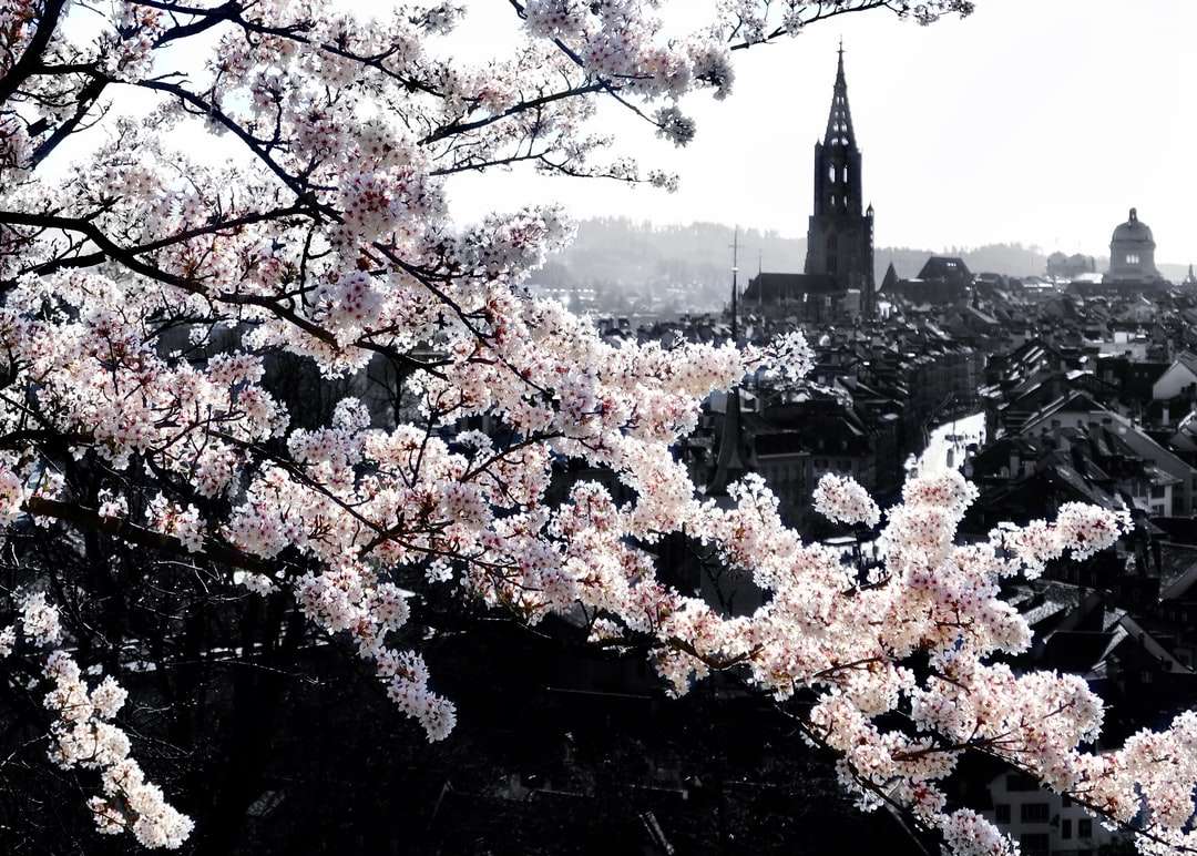 Árvore de flor de cerejeira branca perto de edifícios da cidade durante o dia puzzle online