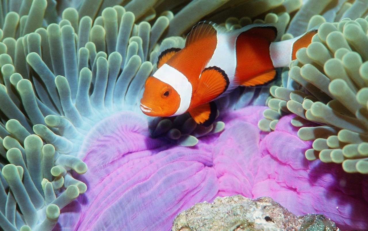 Ponorčí svět: klaun ryby skládačky online