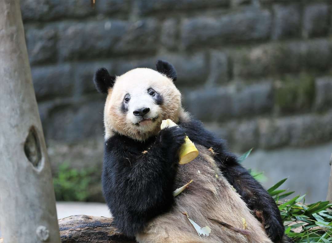 Panda en rama de árbol marrón rompecabezas en línea