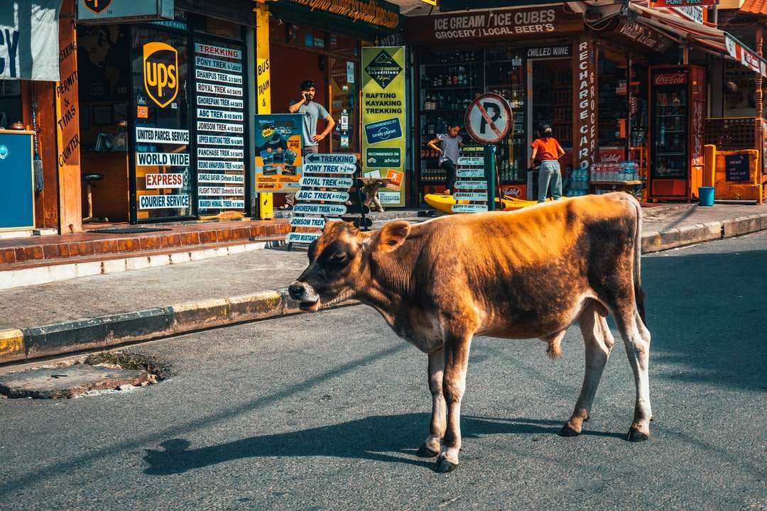 Brown-Kuh auf der grauen Asphaltstraße tagsüber Puzzlespiel online
