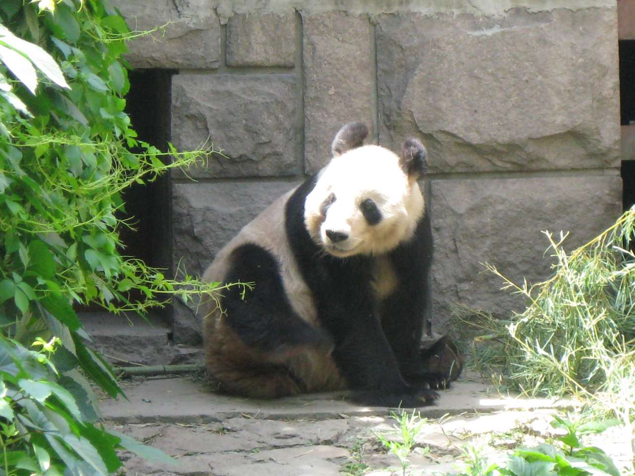Panda gigant. puzzle online