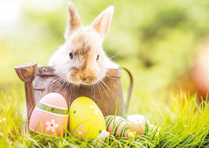 кролик и пасхальные яйца пазл онлайн