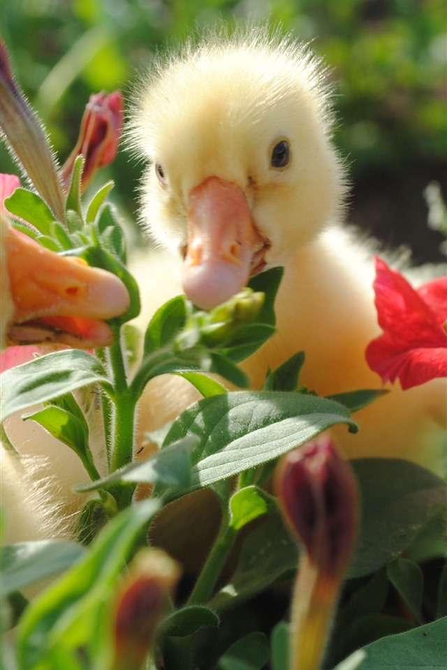 Pollo y flores rompecabezas en línea