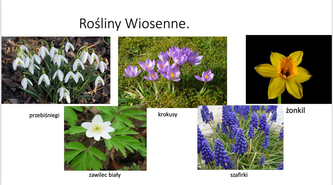 Plantas de primavera puzzle online