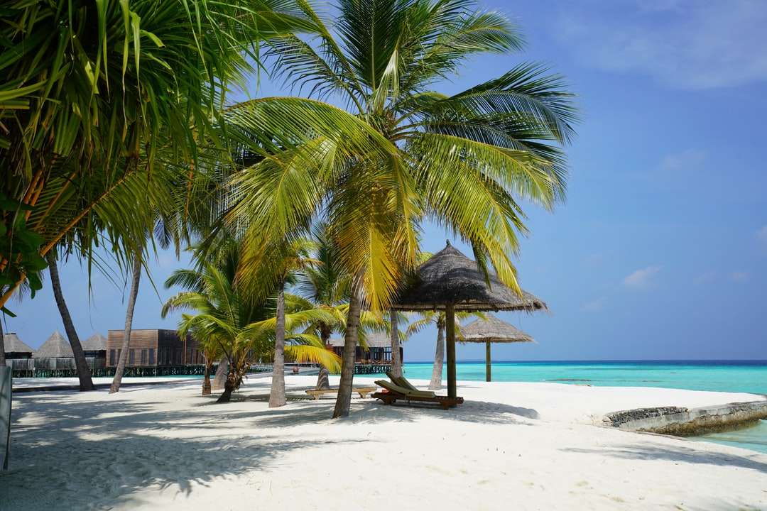 пальма на пляже в дневное время пазл онлайн