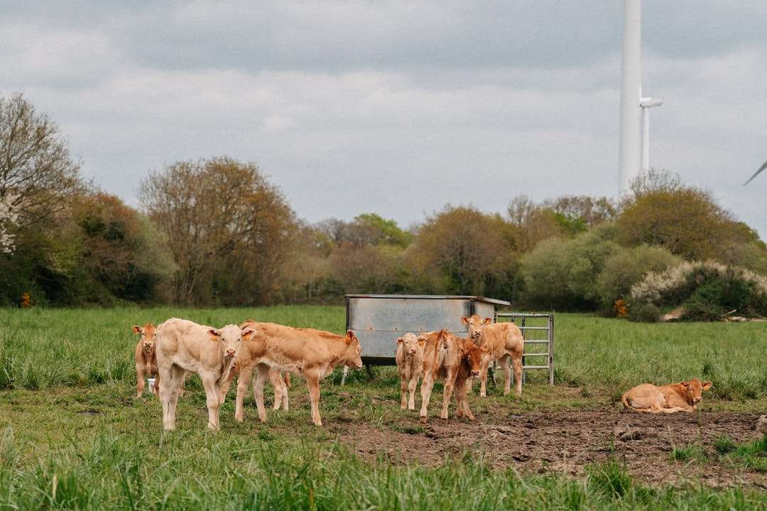 barna tehén a zöld fű mezőben nappali kirakós online