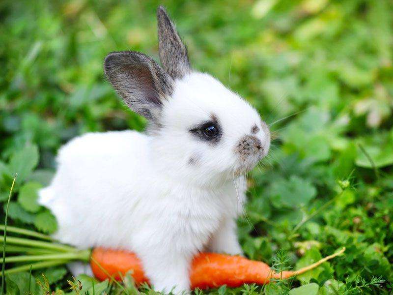 Kaninchen mit Karotte. Online-Puzzle