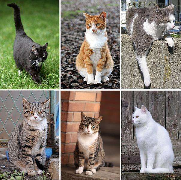seis gatos quebra-cabeças online