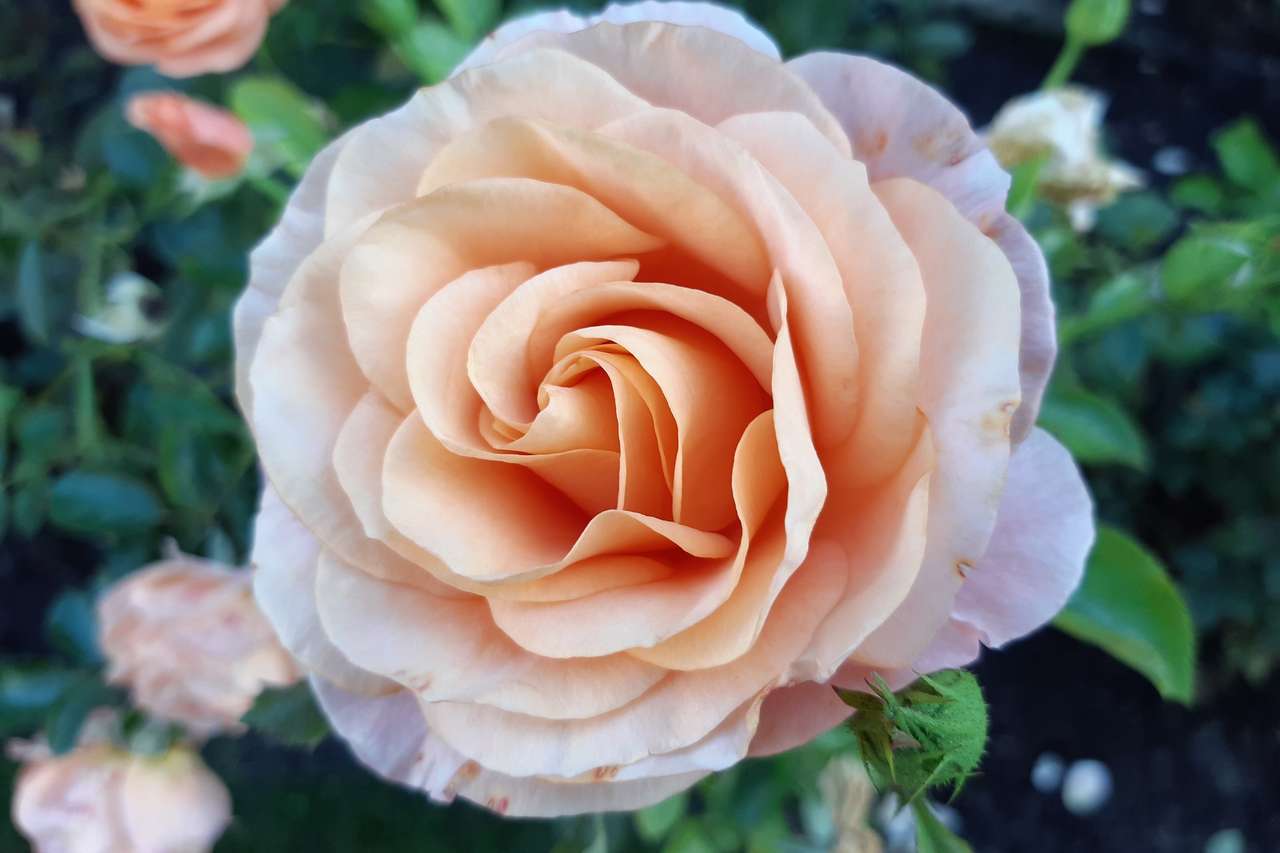 Гигантско розово цвете онлайн пъзел