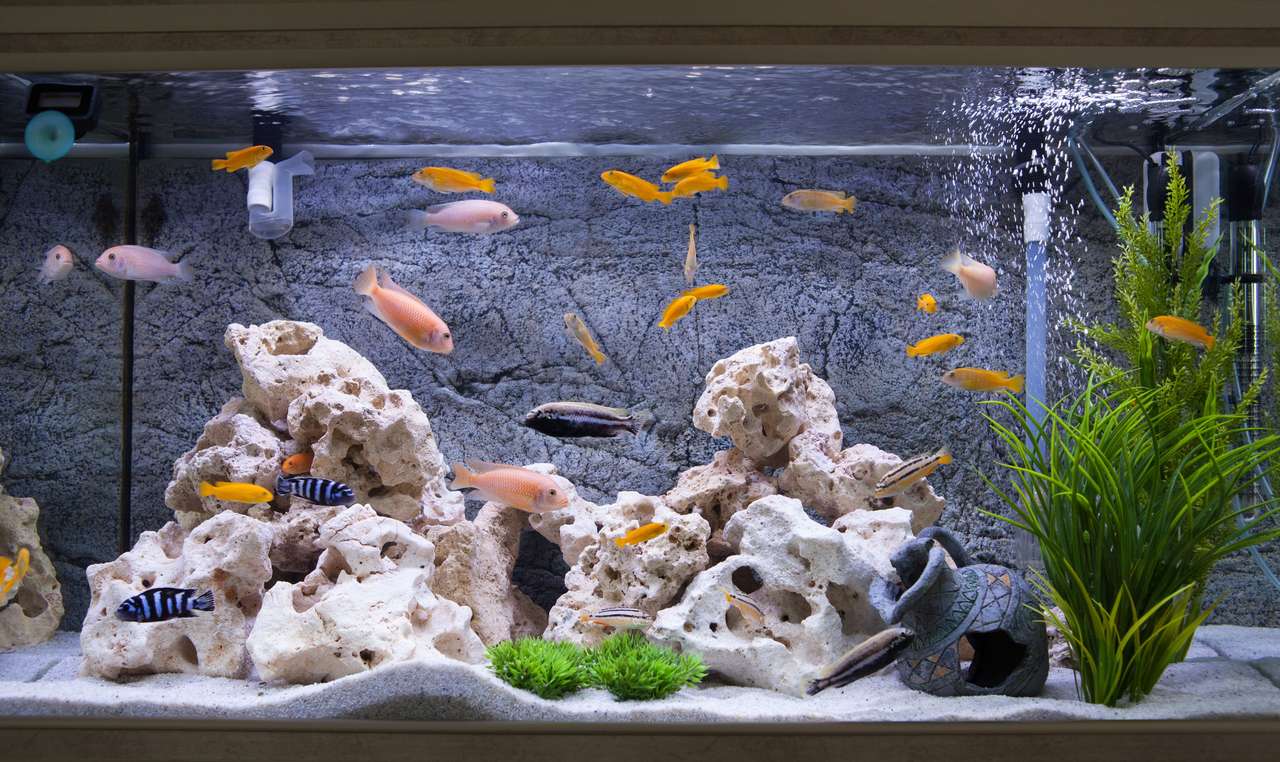 Akvarium med fisk pussel på nätet