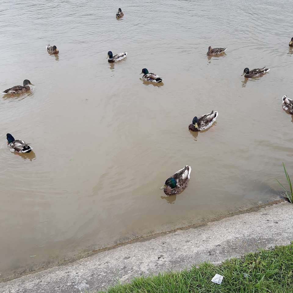 A flock of ducks on the water online puzzle