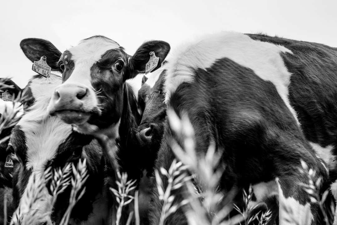szürkeárnyalatos fotó tehén a füves területen kirakós online