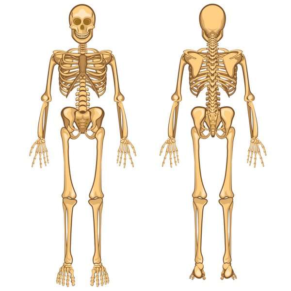 Vederea frontală și spate a scheletului puzzle online