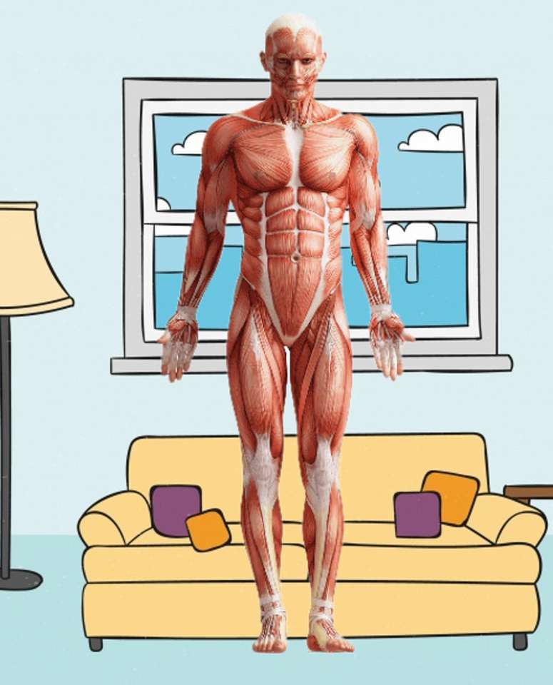 Músculos de arma do corpo humano quebra-cabeças online