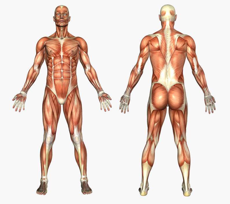 Människokroppens muskler Pussel online