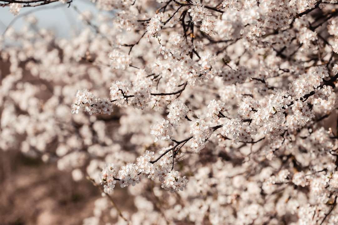 Flor de cerejeira branca durante o dia puzzle online