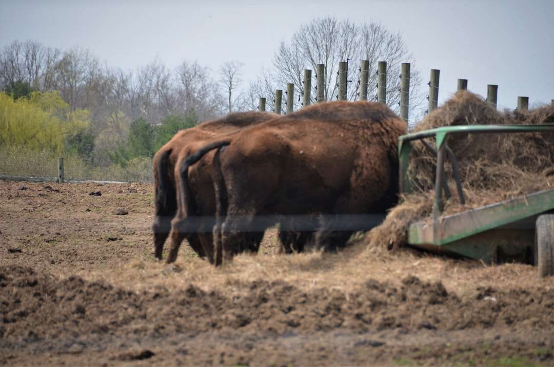 Mucca marrone sul campo di erba marrone durante il giorno puzzle online