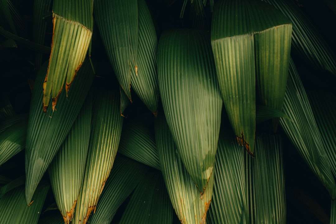 зелене бананове листя в крупним планом фотографії онлайн пазл
