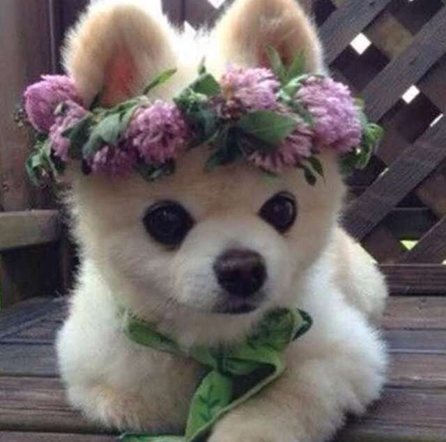 Cão com uma coroa de flores quebra-cabeças online