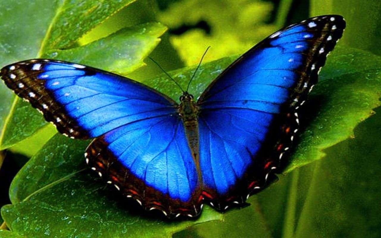 Butterfly Blue. puzzle online