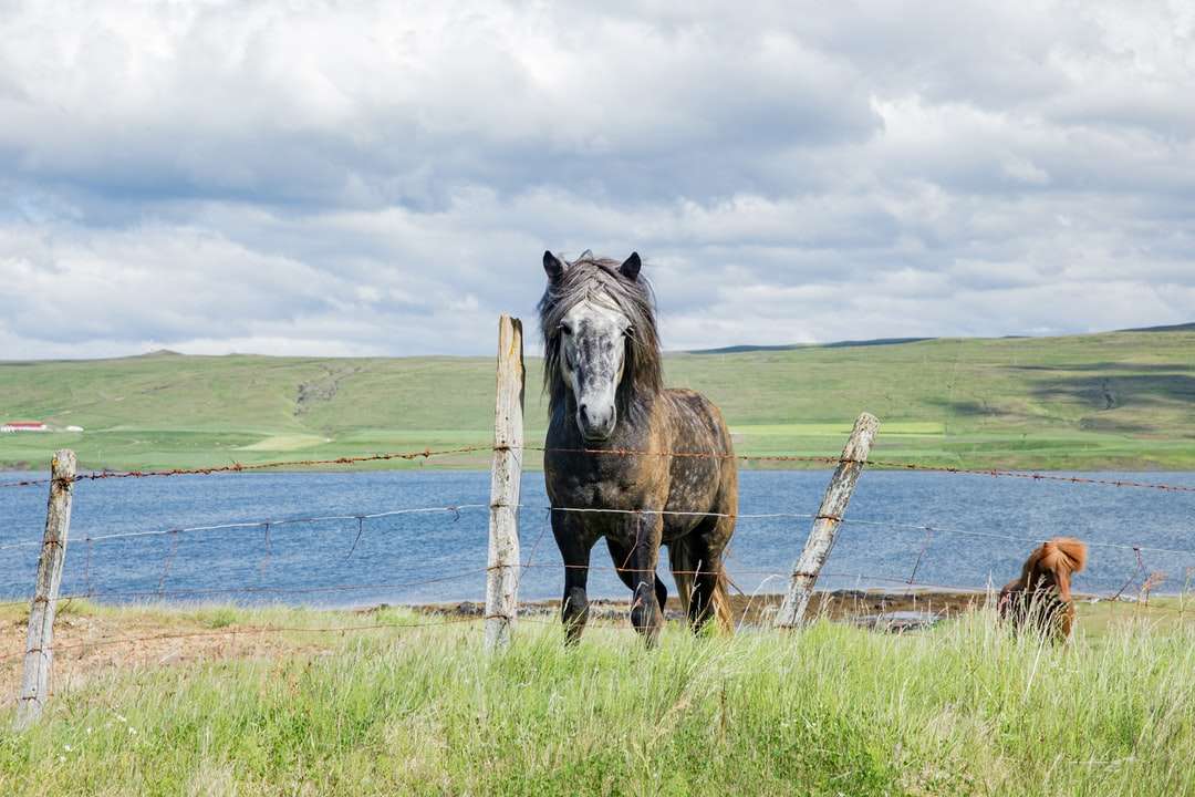 Cheval noir sur le champ d'herbe verte pendant la journée puzzle en ligne
