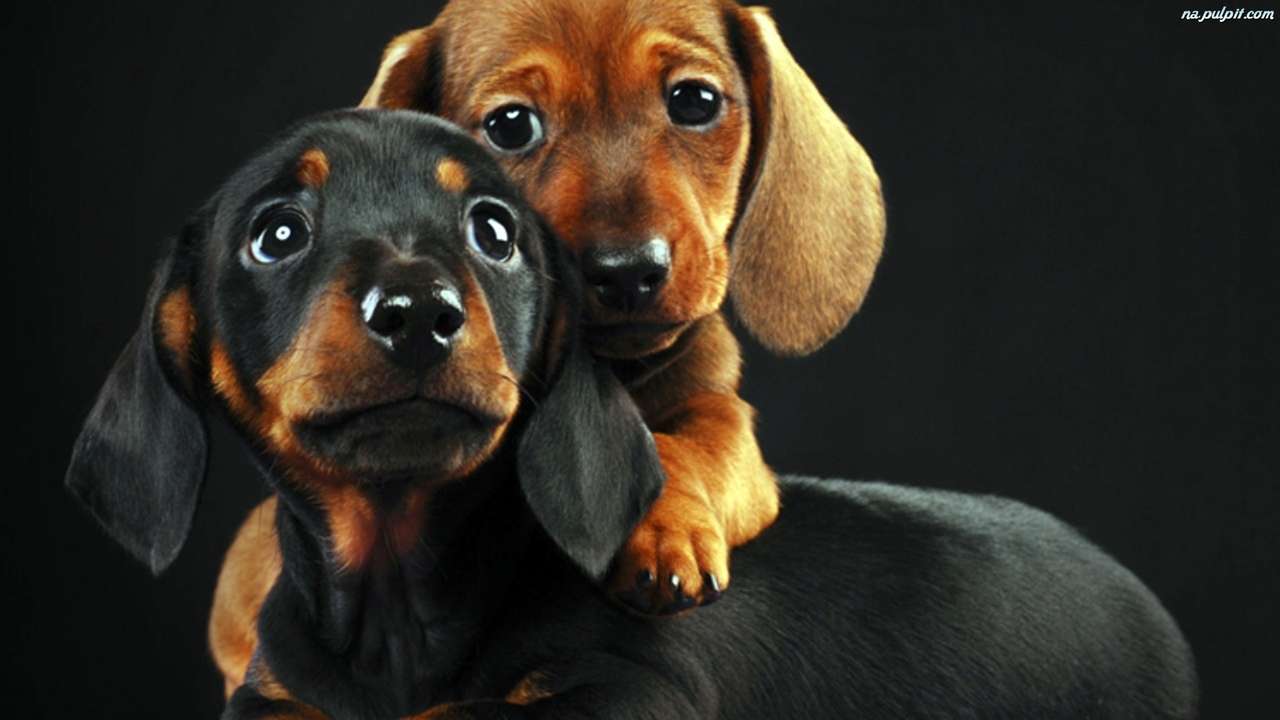 2 dachshund. puzzle online